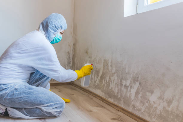 Licensed Mold Testing service in Milton, FL - WQB Mold Removal