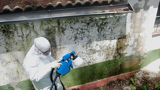 Top rated local Mold Testing specialists in Milton, FL